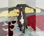 MURDOCK - Male Mutt Dog for Adoption - Small photo