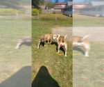Small #1 Mutt