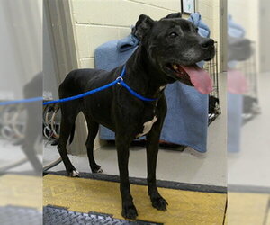 Labrador Retriever-Unknown Mix Dogs for adoption in Sanford, FL, USA