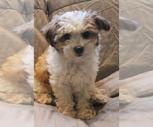 -Poodle (Miniature) Mix Puppy for sale in PALMYRA, PA, USA
