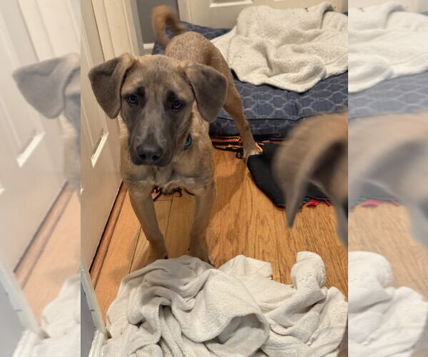 Medium Photo #3 Labmaraner Puppy For Sale in Dana Point, CA, USA