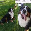 Small Photo #1 Bernese Mountain Dog Puppy For Sale in FORT WORTH, TX, USA
