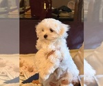 Small #5 Maltese