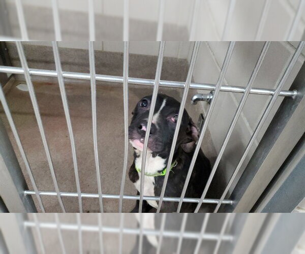 Medium Photo #1 American Pit Bull Terrier-Unknown Mix Puppy For Sale in Aurora, IL, USA