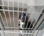 Small American Pit Bull Terrier Mix