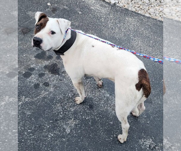 Medium Photo #3 American Staffordshire Terrier-Argentinian Mastiff Mix Puppy For Sale in Evansville, IN, USA