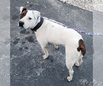 Small #2 American Staffordshire Terrier-Argentinian Mastiff Mix