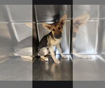 Small #2 German Shepherd Dog Mix