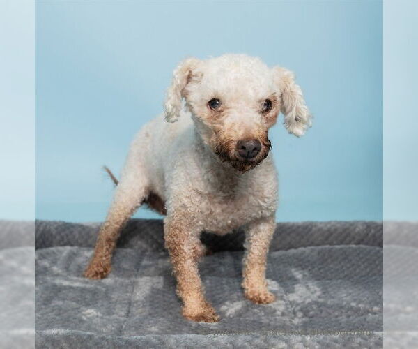 Medium Photo #2 Poodle (Miniature) Puppy For Sale in Corona, CA, USA