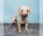 Small #1 Poodle (Miniature)
