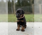 Small #7 Doberman Pinscher