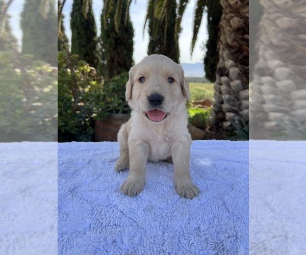 Medium Photo #4 Golden Retriever Puppy For Sale in GREENFIELD, CA, USA