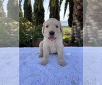 Small #3 Golden Retriever