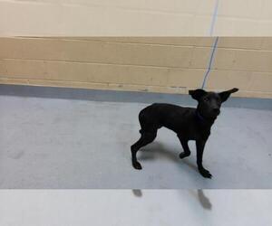 Labrador Retriever-Unknown Mix Dogs for adoption in Tulsa, OK, USA