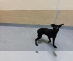 Small Labrador Retriever Mix