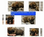 Small Photo #3 Boxer Puppy For Sale in LINN GROVE, IN, USA