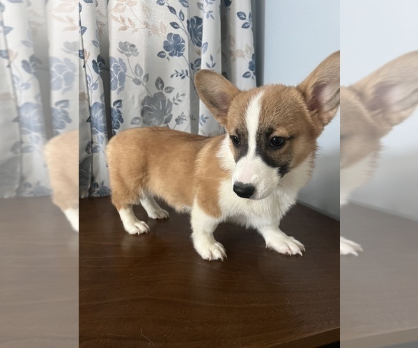 Medium Photo #42 Pembroke Welsh Corgi Puppy For Sale in DURHAM, CT, USA