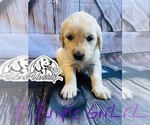 Small Photo #5 Golden Retriever Puppy For Sale in BOILING SPGS, SC, USA