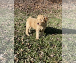 Goldendoodle Puppy for sale in PILOT, VA, USA