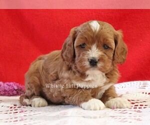 Cavapoo Puppy for sale in DENVER, PA, USA