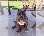 Small #3 American Bandogge mastiff