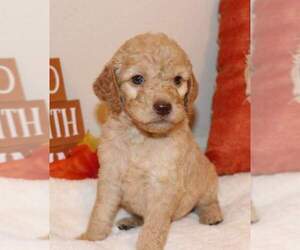 Goldendoodle Puppy for sale in FAIR GROVE, MO, USA