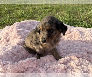 Medium Australian Retriever