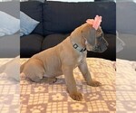 Small Photo #18 Cane Corso Puppy For Sale in DOWNEY, CA, USA