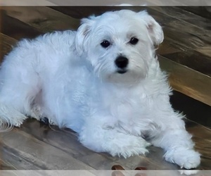 Mother of the Maltese puppies born on 07/22/2025