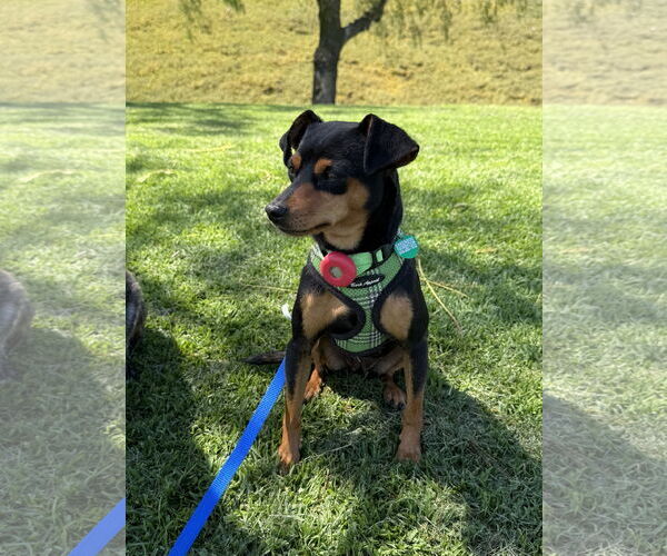 Medium Photo #4 Miniature Pinscher Puppy For Sale in Lake Elsinore, CA, USA
