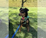 Small #3 Miniature Pinscher