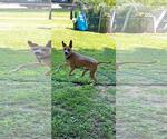Small #1 American Staffordshire Terrier Mix