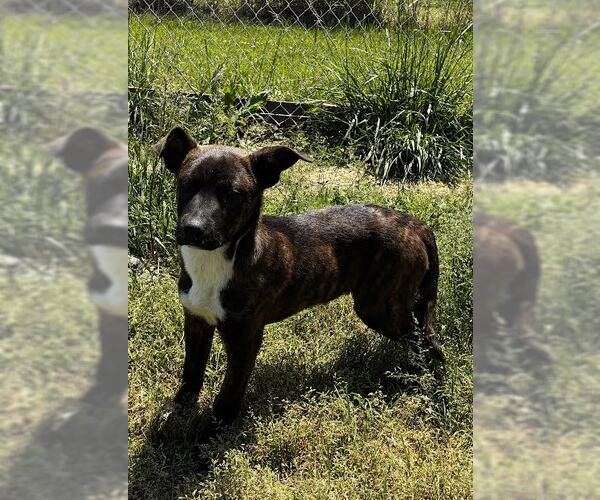 Medium Photo #1 Feist Terrier-Unknown Mix Puppy For Sale in Rutledge, TN, USA