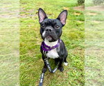 Small #4 French Bulldog