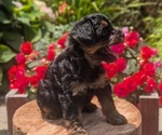 Small Photo #34 Yorkipoo Puppy For Sale in GOSHEN, IN, USA