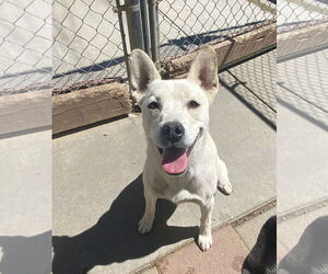Siberian Husky-Unknown Mix Dogs for adoption in La Verne, CA, USA
