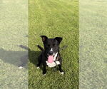 Small #1 American Pit Bull Terrier-Labrador Retriever Mix