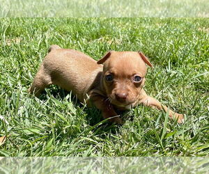 Chihuahua-Unknown Mix Dogs for adoption in danville, CA, USA