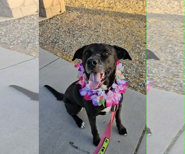 Medium Photo #2 American Pit Bull Terrier-Labrador Retriever Mix Puppy For Sale in Chandler, AZ, USA