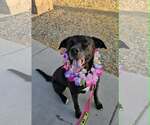 Small #1 American Pit Bull Terrier-Labrador Retriever Mix