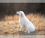 Small #2 Maremma Sheepdog
