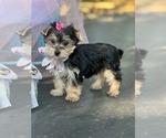 Sugar - Female Yorkshire Terrier Puppy for Sale - Photo #2
