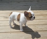 Puppy Patches French Bulldog