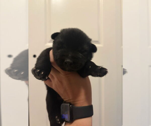 Medium Photo #1 German Shepherd Dog-Unknown Mix Puppy For Sale in Imlay City, MI, USA