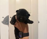 Small German Shepherd Dog Mix