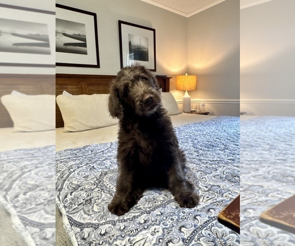 Medium Photo #2 Labradoodle Puppy For Sale in TUPELO, MS, USA