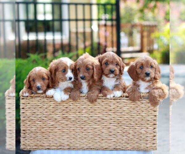 Medium Photo #2 Cavapoo (Miniature) Puppy For Sale in LITITZ, PA, USA