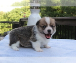 Small #4 Pembroke Welsh Corgi