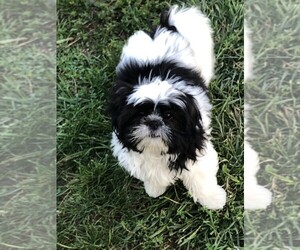 Shih Tzu Dog for Adoption in S ZANESVILLE, Ohio USA