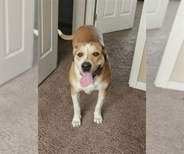 Medium Photo #1 American Bulldog-Treeing Walker Coonhound Mix Puppy For Sale in Ogden, UT, USA